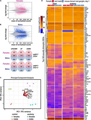 Sexual Dimorphism of Early Transcriptional Reprogramming in Dorsal Root Ganglia After Peripheral Nerve Injury